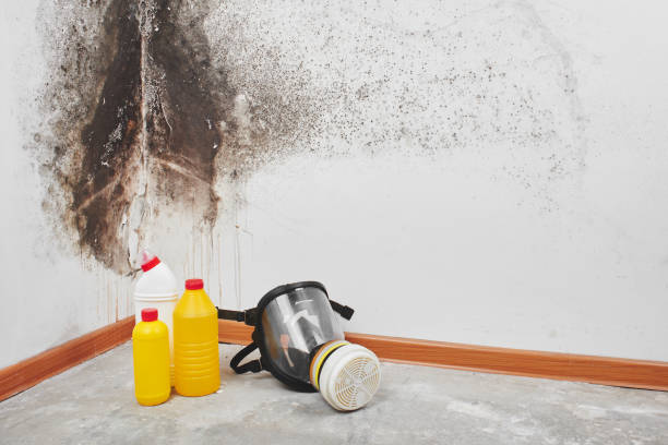 Best Mold Damage Repair  in Port Salerno, FL
