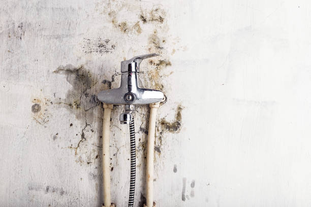 Best Mold Cleaning Services  in Port Salerno, FL