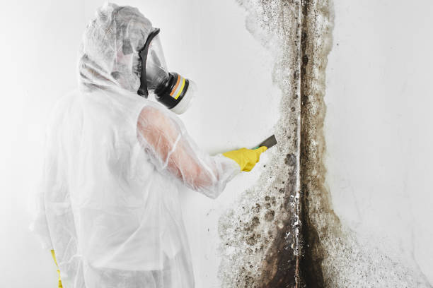 Crawl Space Mold Removal in Port Salerno, FL