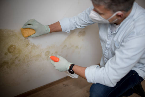 Best Mold Damage Repair  in Port Salerno, FL