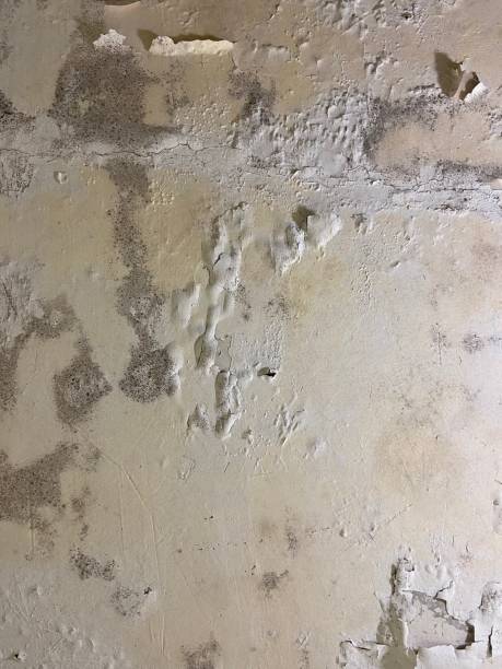 Best Emergency Mold Removal  in Port Salerno, FL