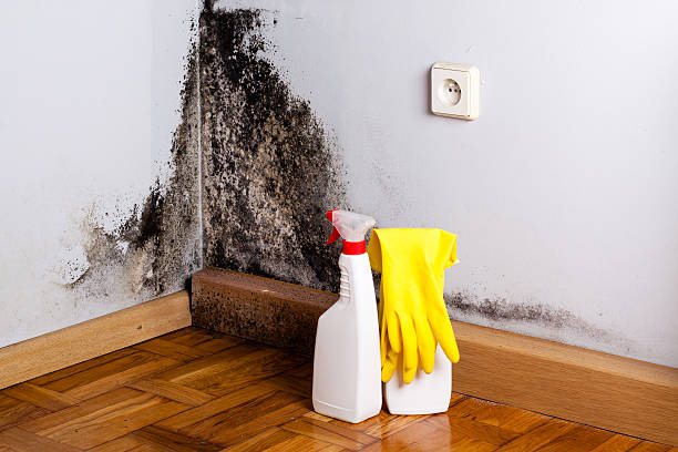 Best Fast Mold Removal  in Port Salerno, FL