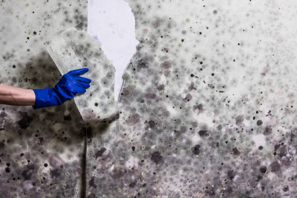 Trusted Port Salerno, FL Mold Removal Experts