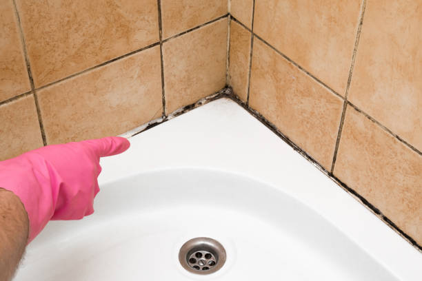 Best Black Mold Removal  in Port Salerno, FL