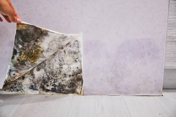 Best Same-Day Mold Removal  in Port Salerno, FL
